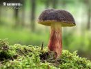 Red cracking bolete