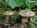 Red cracking bolete