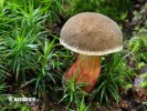 Red cracking bolete