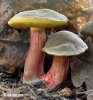 Red cracking bolete