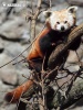 Red Panda