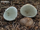 Rhizopogon marchii