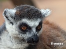 Ring-tailed lemur