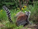 Ring-tailed lemur