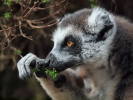 Ring-tailed lemur