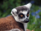 Ring-tailed lemur