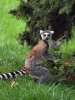 Ring-tailed lemur