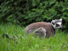 Ring-tailed lemur