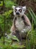 Ring-tailed lemur