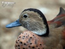 Ringed Teal