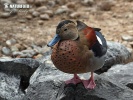 Ringed Teal