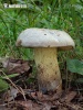 Rooting Bolete