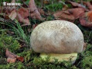 Rooting Bolete