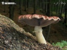 Roundhead - Stropharia rugosoannulata