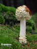 Royal fly agaric