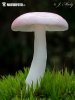 roze berkenrussula