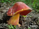 Rubroboletus dupainii