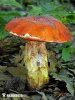 Rubroboletus dupainii