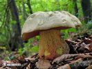 Rubroboletus satanas