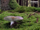 Russula cyanoxantha