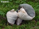 Russula cyanoxantha