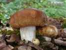 Russula foetens