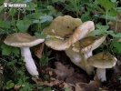 Russula grisea