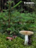 Russula integra