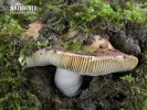 Russula maculata