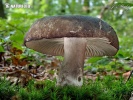 Russula nigricans