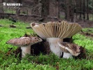 Russula nigricans