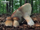 Russula olivacea