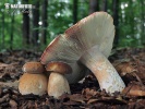 Russula olivacea