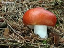 Russula paludosa