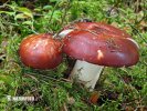 Russula paludosa