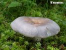 Russula sp. 2