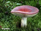 Russula vinosa