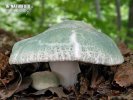 Russula virescens