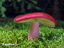 Russula xerampelina