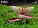 Russula xerampelina