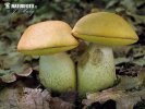 Saffron Bolete