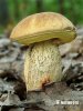 Saffron Bolete