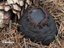 Sarcosoma globosum