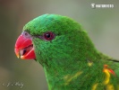 Scaly Breasted Lorikeet