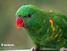 Scaly Breasted Lorikeet