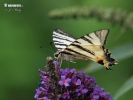 Scarce Swallowtail