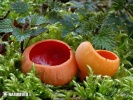 Scarlet Elfcup