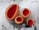 Scarlet Elfcup