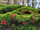 Scarlet Elfcup