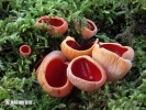 Scarlet Elfcup